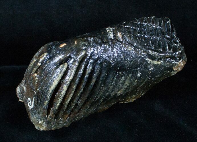 Partial M Mammoth Molar From North Sea #3382